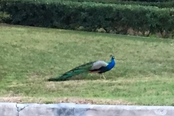 Peacock in Apopka