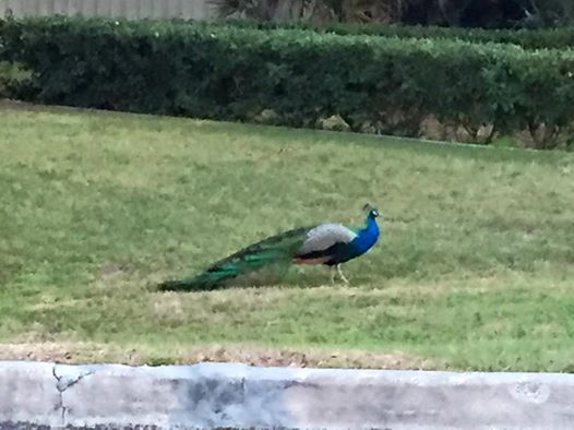 Peacock in Apopka